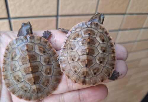 サウスイリアンカブトガメ（25CB）ヤング - 画像 (11)