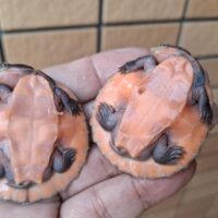 サウスイリアンカブトガメ（25CB）ヤング