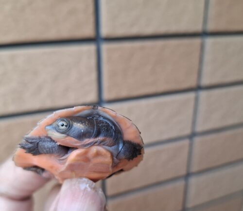 サウスイリアンカブトガメ（25CB）ヤング - 画像 (3)
