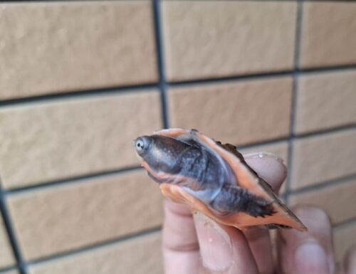 サウスイリアンカブトガメ（25CB）ヤング - 画像 (5)