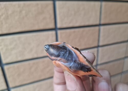 サウスイリアンカブトガメ（25CB）ヤング - 画像 (6)