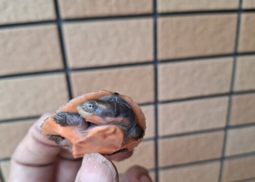 サウスイリアンカブトガメ（25CB）ヤング - 画像 (9)