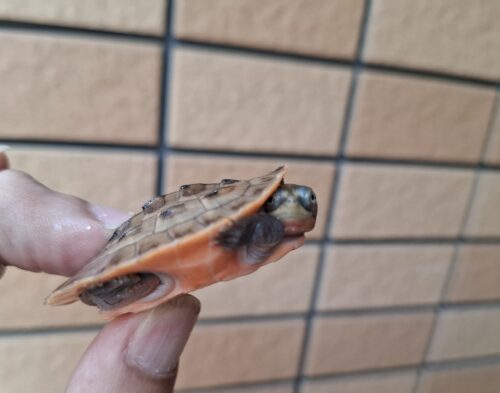 サウスイリアンカブトガメ（25CB）ヤング - 画像 (4)
