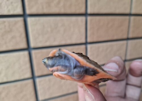 サウスイリアンカブトガメ（25CB）ヤング - 画像 (10)