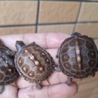 トウブハコガメ（25CB）餌付済