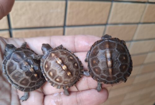 トウブハコガメ（25CB）餌付済