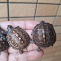 トウブハコガメ（25CB）餌付済