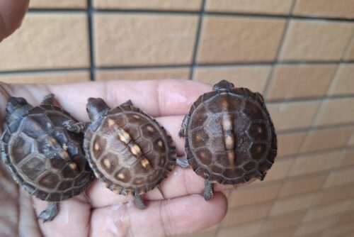 トウブハコガメ（25CB）餌付済 - 画像 (2)
