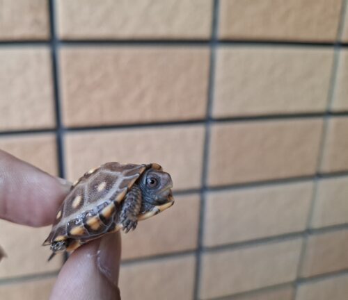 トウブハコガメ（25CB）餌付済 - 画像 (6)