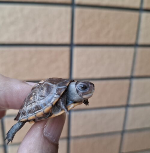 トウブハコガメ（25CB）餌付済 - 画像 (8)