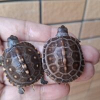 トウブハコガメ（25CB）多甲板 （餌付済）