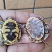 トウブハコガメ（25CB）多甲板 （餌付済）