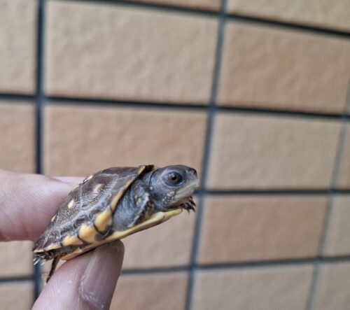 トウブハコガメ（25CB）多甲板 （餌付済） - 画像 (8)