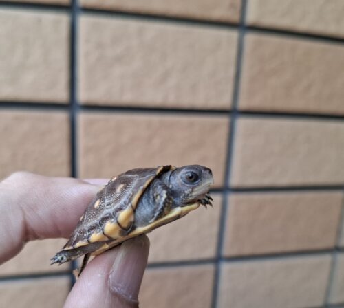 トウブハコガメ（25CB）多甲板 （餌付済） - 画像 (9)