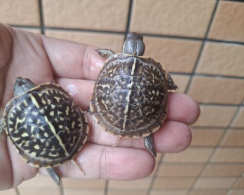 キタニシキハコガメ（25CB）餌付済 - 画像 (11)