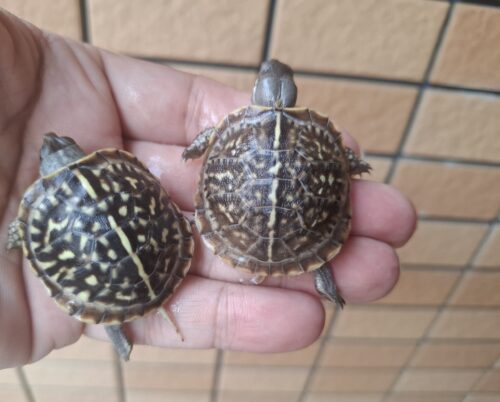 キタニシキハコガメ（25CB）餌付済