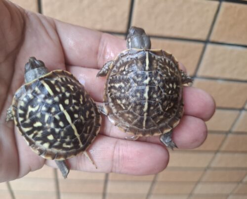 キタニシキハコガメ（25CB）餌付済 - 画像 (12)