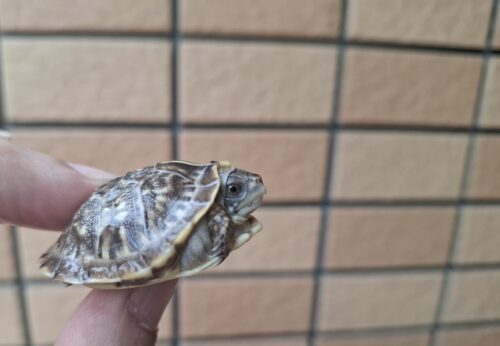 キタニシキハコガメ（25CB）餌付済 - 画像 (8)