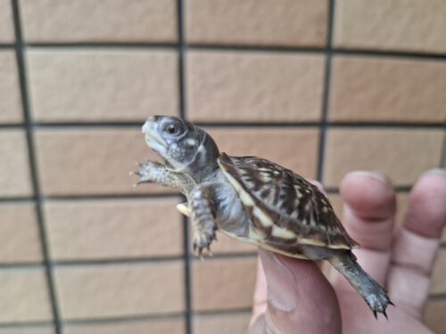 キタニシキハコガメ（25CB）餌付済 - 画像 (10)