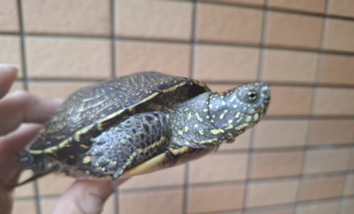 ヨーロッパヌマガメ（マケドニアCB）甲長約12cm ペア - 画像 (3)