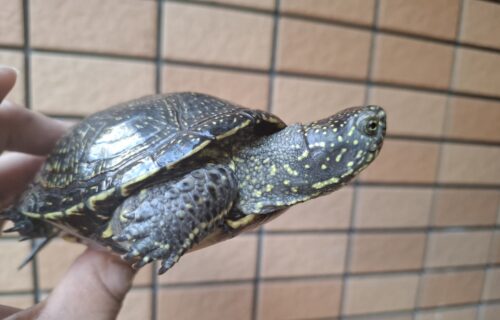 ヨーロッパヌマガメ（マケドニアCB）甲長約12cm ペア - 画像 (4)