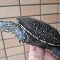 ヨーロッパヌマガメ（マケドニアCB）甲長約12cm ペア