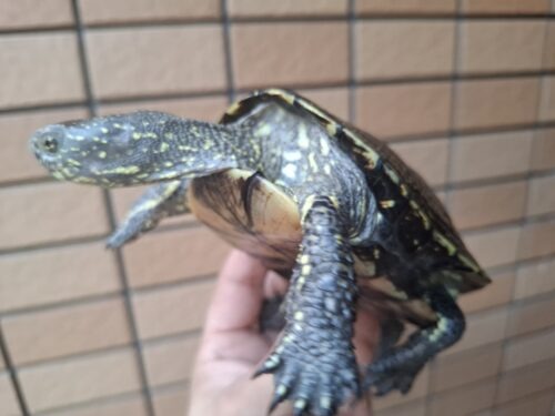 ヨーロッパヌマガメ（マケドニアCB）甲長約12cm ペア - 画像 (5)