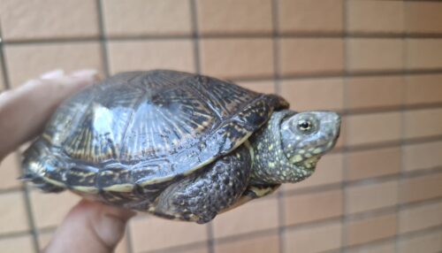 ヨーロッパヌマガメ（マケドニアCB）甲長約12cm ペア - 画像 (8)