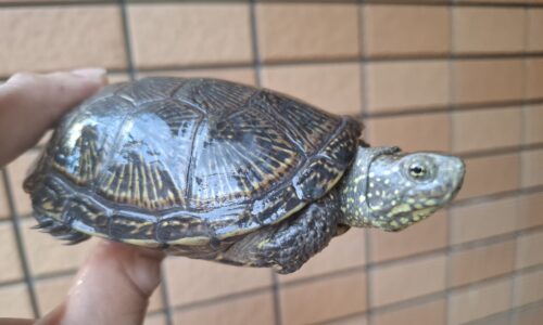 ヨーロッパヌマガメ（マケドニアCB）甲長約12cm ペア - 画像 (9)