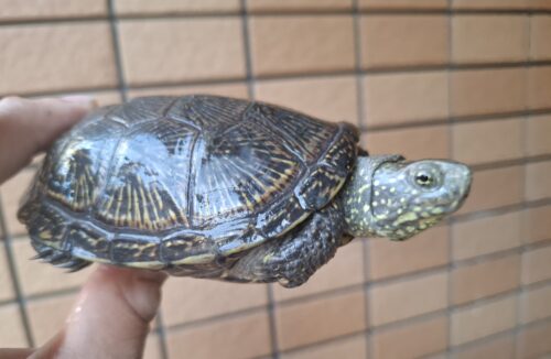 ヨーロッパヌマガメ（マケドニアCB）甲長約12cm ペア - 画像 (10)