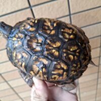 トウブハコガメ（甲長約11cm）23CB オス