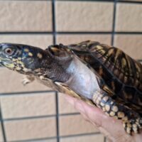 トウブハコガメ（甲長約11cm）23CB オス
