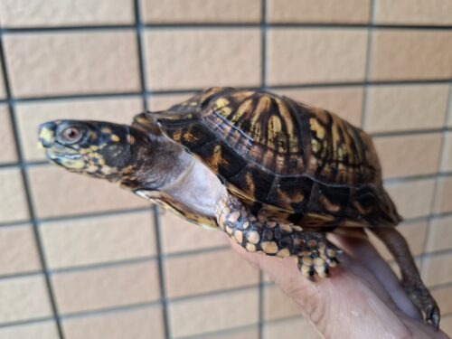 トウブハコガメ（甲長約11cm）23CB オス - 画像 (6)