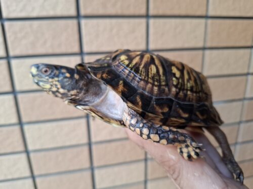 トウブハコガメ（甲長約11cm）23CB オス - 画像 (4)