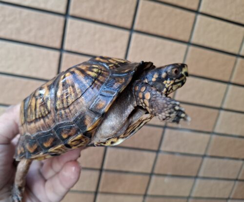 トウブハコガメ（甲長約11cm）23CB オス - 画像 (7)