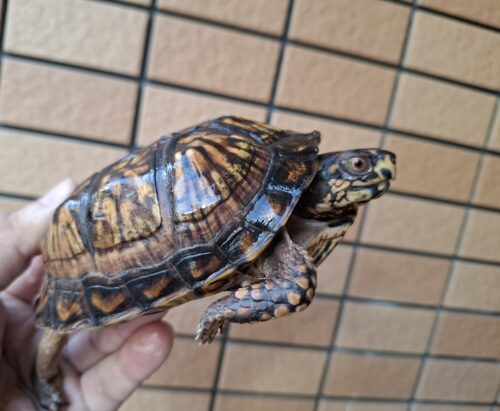 トウブハコガメ（甲長約11cm）23CB オス - 画像 (8)