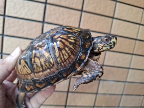 トウブハコガメ（甲長約11cm）23CB オス - 画像 (10)