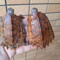 スペングラーヤマガメ（国内CB）甲長約7cm