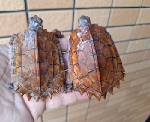 スペングラーヤマガメ（国内CB）甲長約7cm