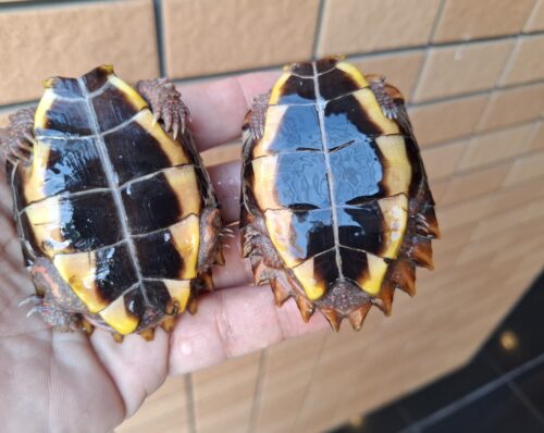 スペングラーヤマガメ（国内CB）甲長約7cm - 画像 (14)