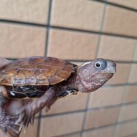 スペングラーヤマガメ（国内CB）甲長約7cm