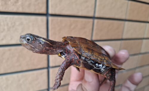 スペングラーヤマガメ（国内CB）甲長約7cm - 画像 (4)