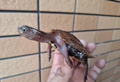 スペングラーヤマガメ（国内CB）甲長約7cm - 画像 (5)