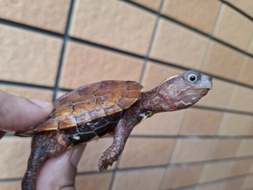 スペングラーヤマガメ（国内CB）甲長約7cm - 画像 (6)