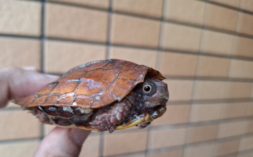 スペングラーヤマガメ（国内CB）甲長約7cm - 画像 (8)