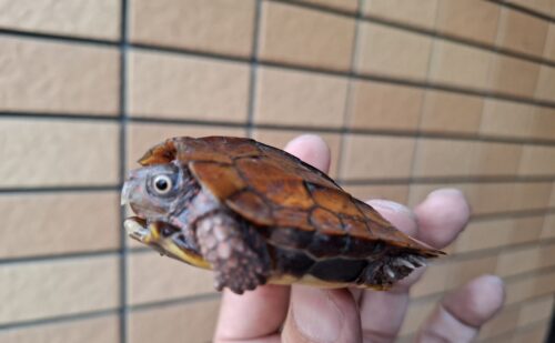スペングラーヤマガメ（国内CB）甲長約7cm - 画像 (9)