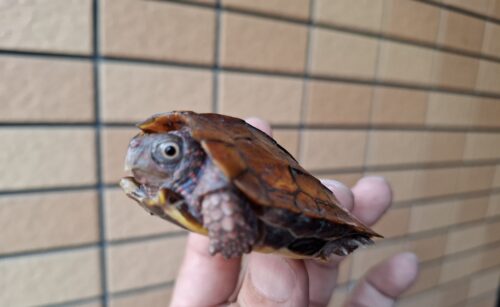 スペングラーヤマガメ（国内CB）甲長約7cm - 画像 (10)