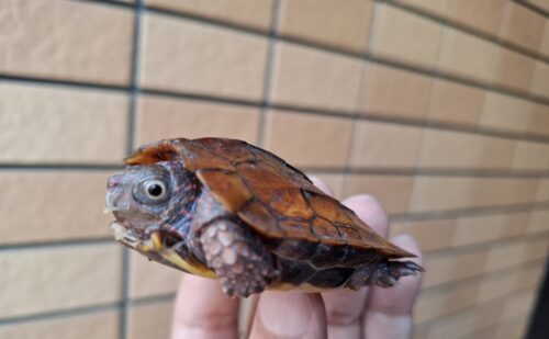 スペングラーヤマガメ（国内CB）甲長約7cm - 画像 (12)