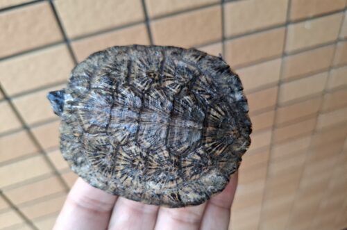 モリイシガメ（甲長約8cm）２４CB - 画像 (7)