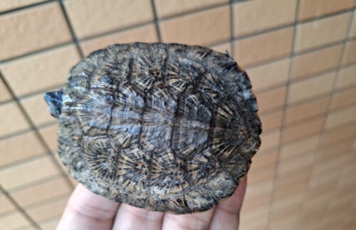モリイシガメ（甲長約8cm）２４CB - 画像 (4)